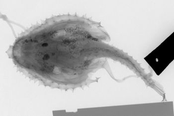 Media type: image; Ichthyology 28727
